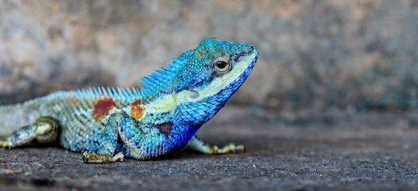 Blue Chameleon