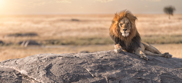 A male lion is sitting on the top of the rock in Serengeti nation park,Tanzania