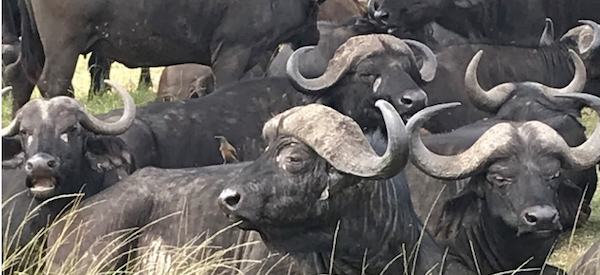 Mpala Live! Field Guide: African buffalo