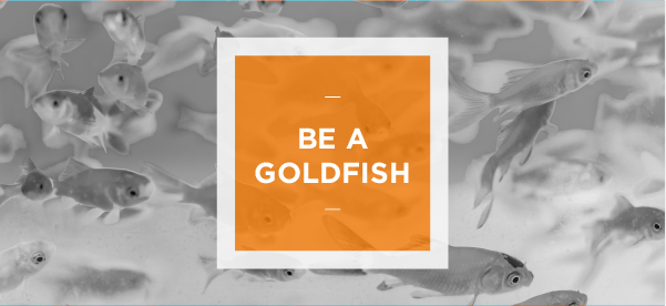 Be a goldfish' and other Ted Lasso wisdom for content designers - Writer